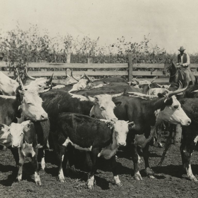 More than 800 people died suddenly from Texas cattle disease in New York City