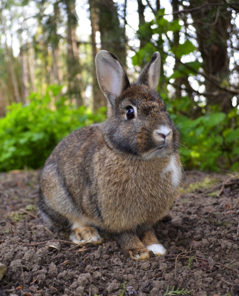 Drs., McCoy, Chapin, Wherry, and Lamb elucidated a new disease, tularemia
