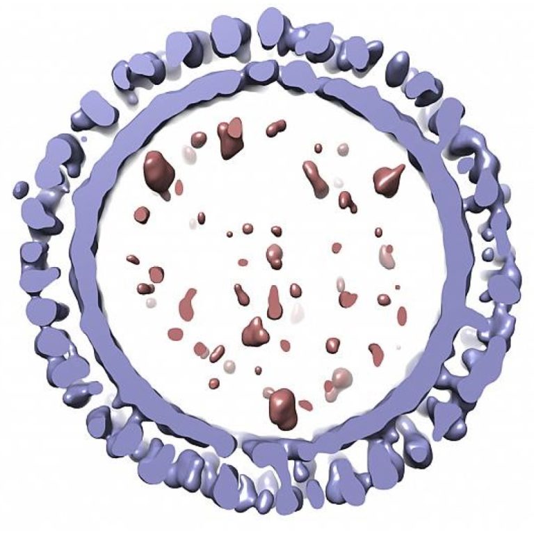 Investigators determined antigenic changes rendered existing flu vaccines ineffective