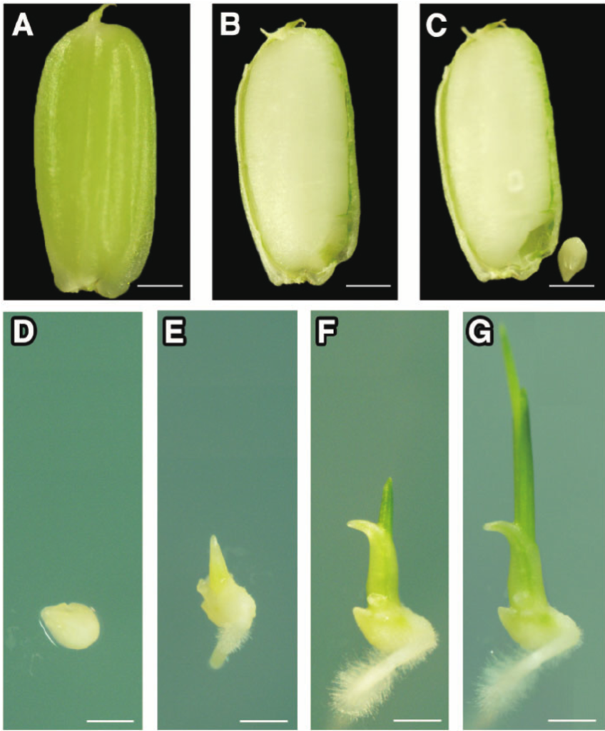 Embryo rescue was first used to obtain hybrids from wide crosses in ...