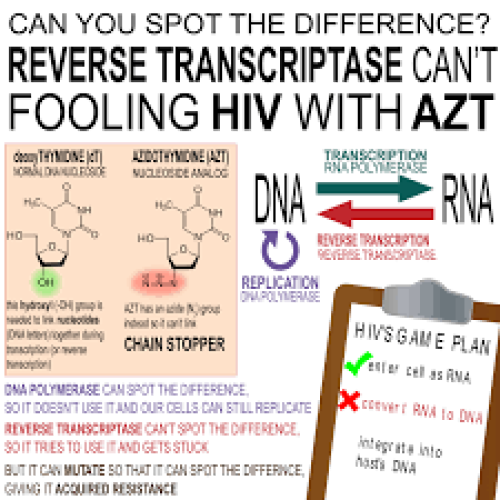 The anticancer drug Azidothymidine (AZT) was synthesized in Michigan Cancer Foundation’s chemistry lab