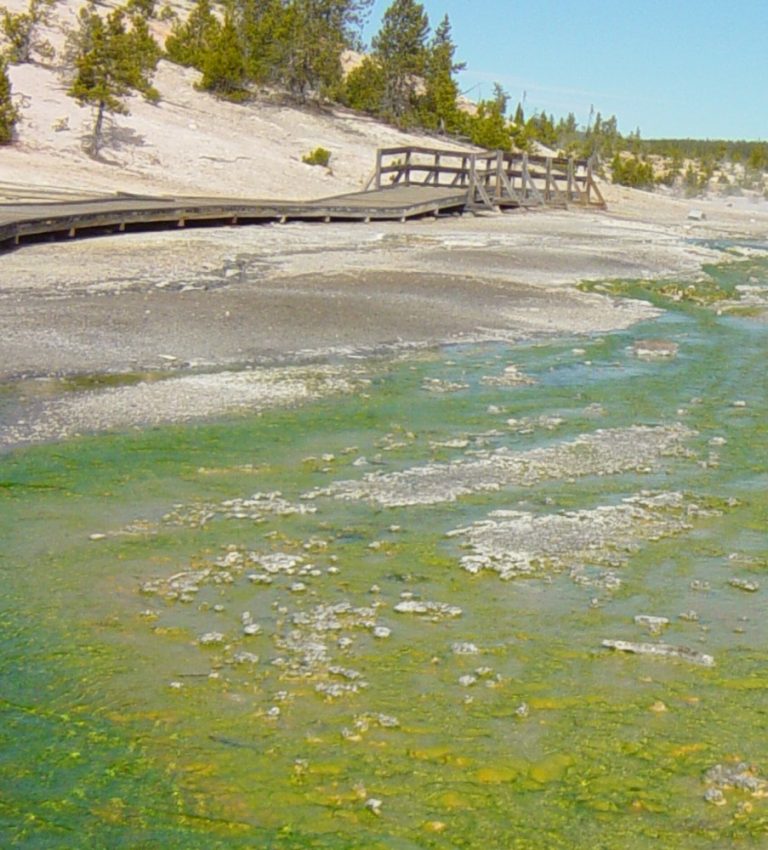 Researchers collected a sample of boiling water from hot springs in Yellowstone leading to discovery of extremophiles