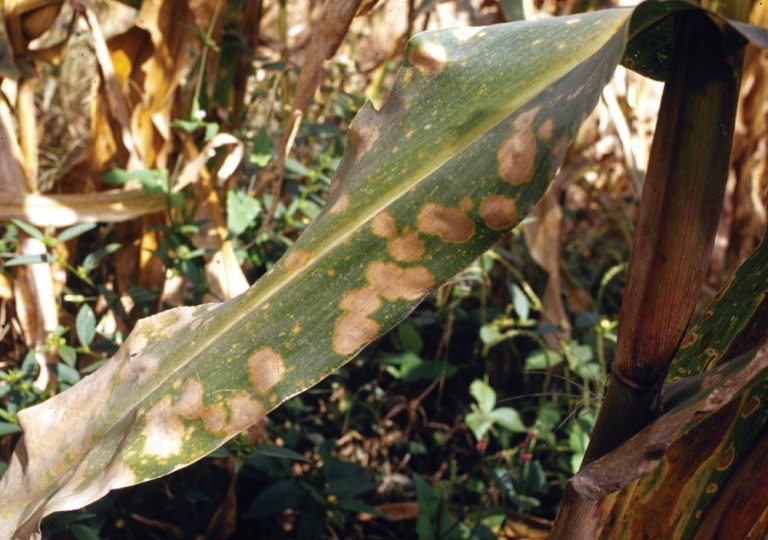 The Southern Corn Leaf Blight swept across the South