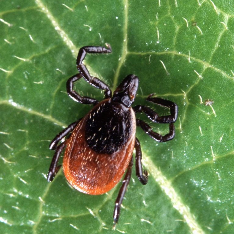 Large-Scale Study Seeks to Unearth Causes of Persistent Symptoms of Lyme Disease