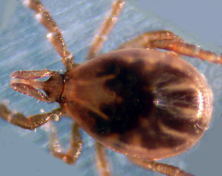 A new phlebovirus (Heartland virus) associated with severe febrile illness in Missouri published