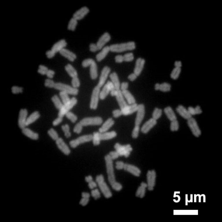 The University of California Radiation Laboratory (Livermore) was the first to use flow cytometry to sort chromosomes