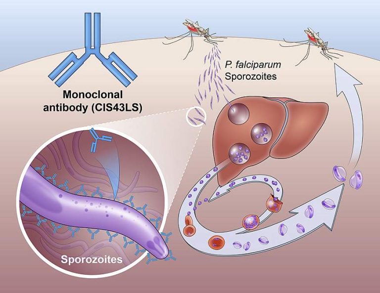 Molecular test confirms antimalarial antibody’s efficacy