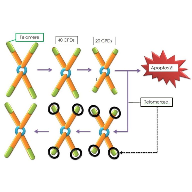 Telomerase discovered by graduate students