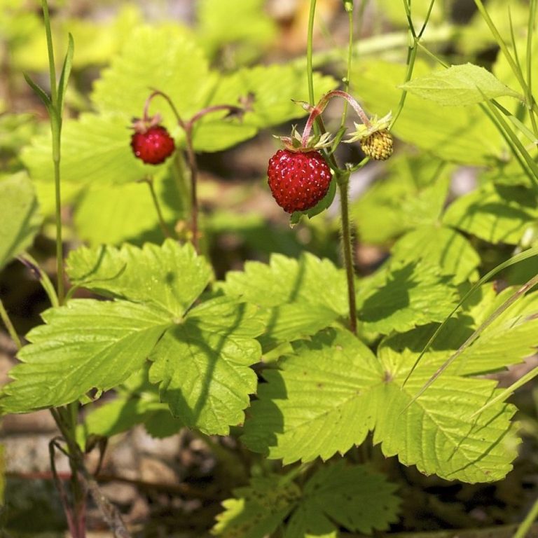 Frostban sprayed on acre of strawberry plants marking the first release of genetically altered bacteria in the U.S.