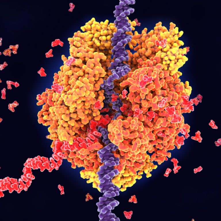 ‘Junk’ RNA segments play role in protein production, cell stress response