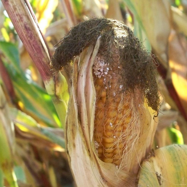 A smallscale test of formulated Bacillus thuringiensis for corn borer control began in Europe