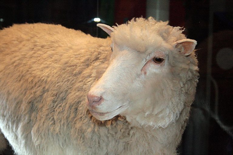 A sheep named Dolly in Scotland becomes the first animal cloned from an adult cell