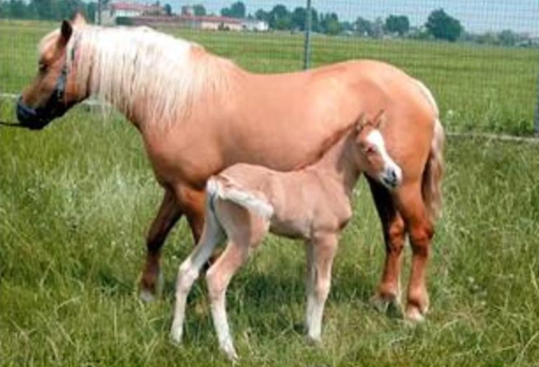 The world’s first cloned horse was born