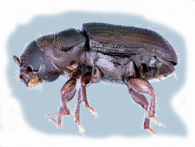 Mountain pine beetle genome was decoded