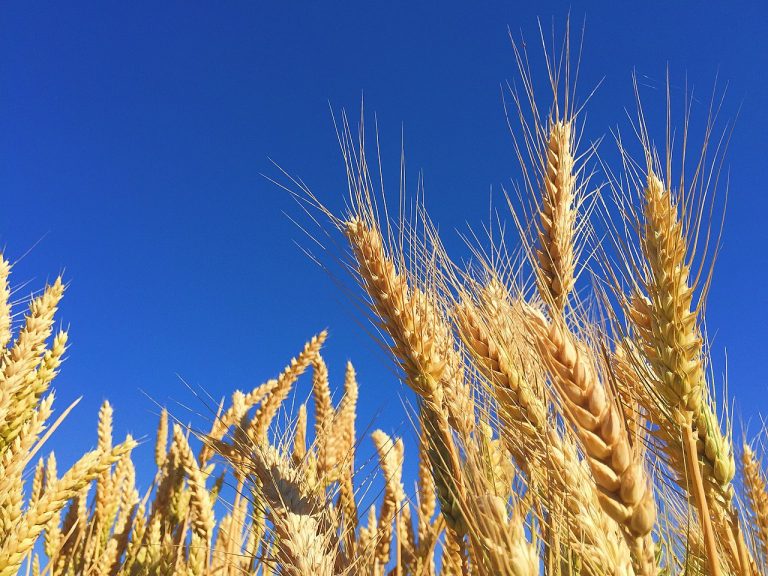 USDA scientists and cooperators sequenced wheat genome