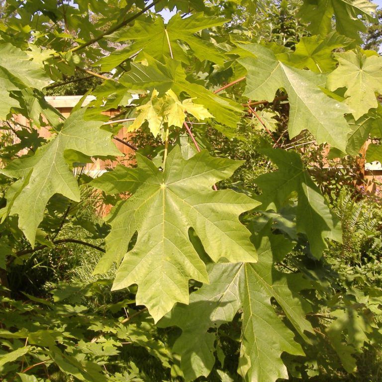 Tree thieves and millowner Indicted for theft of “Music Wood” with DNA Evidence
