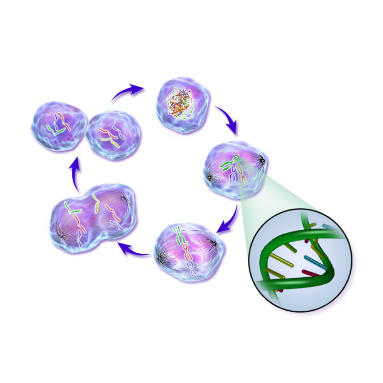 UCSD researchers provided new insights into a key pathway that controls critical cell division mechanisms