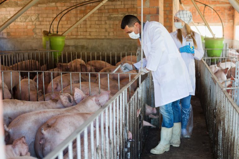 The first recombinant DNA vaccine for livestock was developed