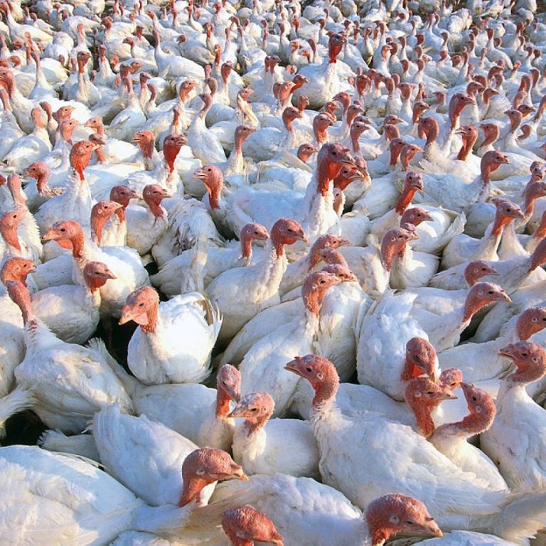 Bird flu in South Dakota: Millions of birds dead, worry shifts to humans