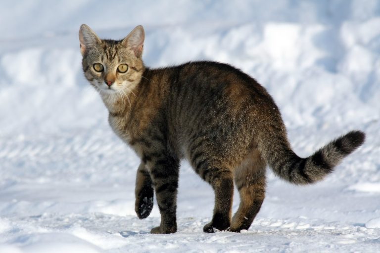 South Dakota outbreak revealed potential H5N1 adaptation in domestic cats