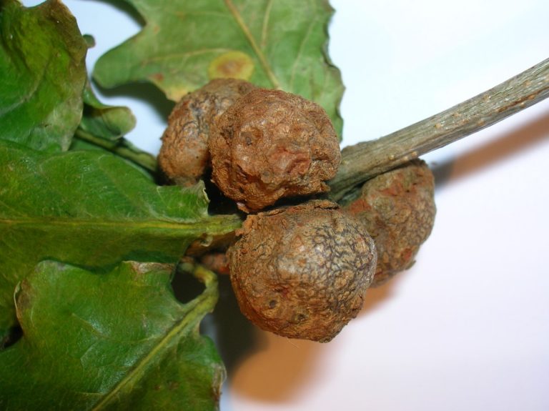 Successful detailed tracking of major plant disease’s global spread
