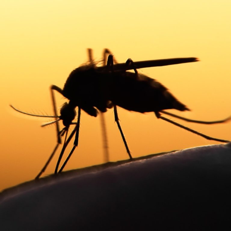 Small Number of Mutations Can Fuel Outbreaks of Western Equine Encephalitis Virus