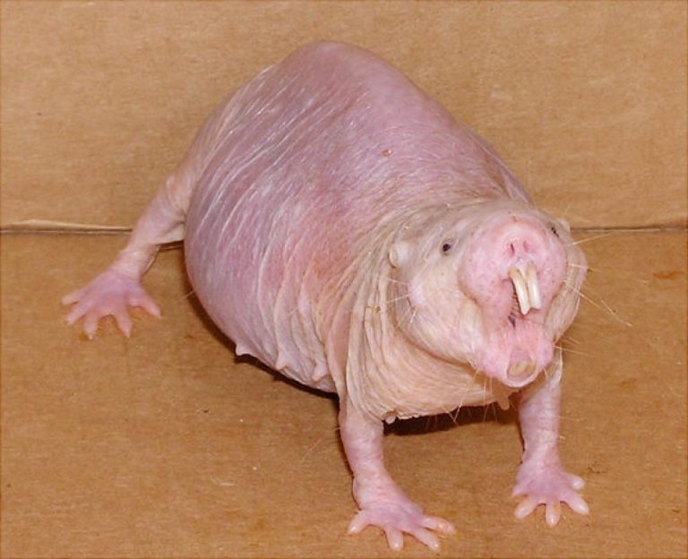 New Computational Method Linked One Mammal’s Striking Longevity and Resistance to Cancer With ‘Dark Genome’
