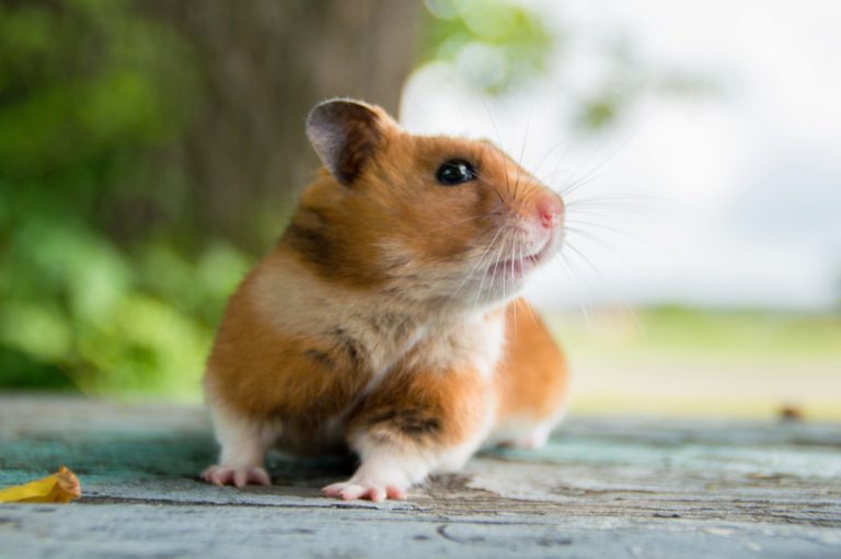 Anixa Biosciences began animal resting of Covid-19 therapeutic candidates