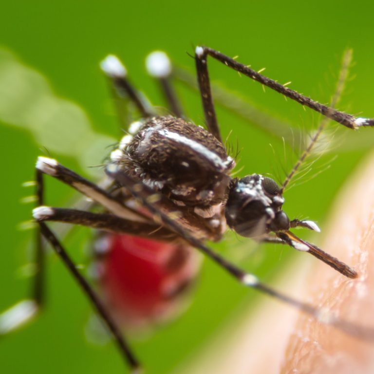 The Bill & Melinda Gates Foundation announced grants totaling $258 million to develop a malaria vaccine