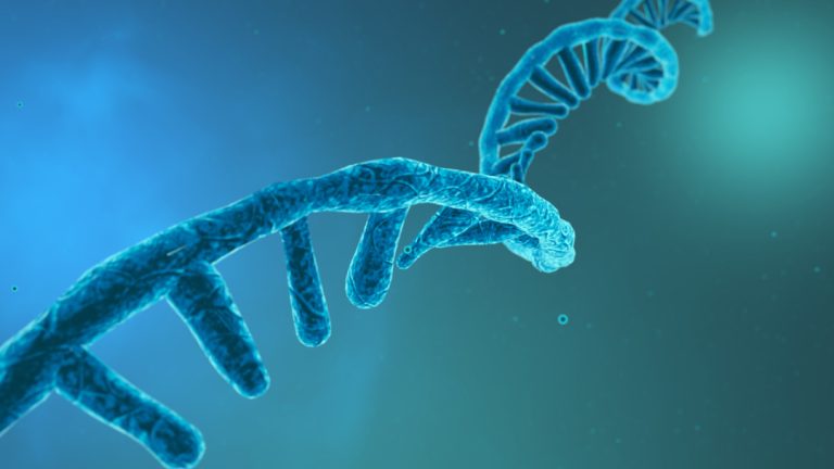 Stanford researchers solved the structure of the RNA polymerase protein