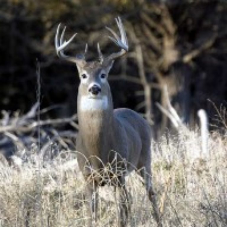 CWD confirmed in western Minnesota for first time