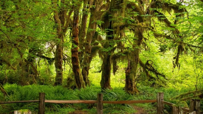 Tree DNA helped convict Washington timber thief after fire