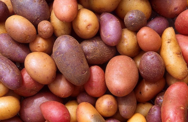The genome sequence of the potato was published in Nature