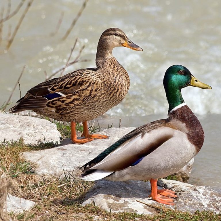 Highly Pathogenic Avian Influenza Detected in Brazoria County Birds