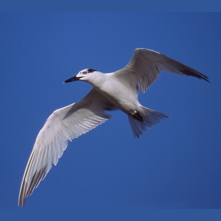 Outbreak in South Africa raises possibility of wild birds as a possible reservoir for influenza A viruses
