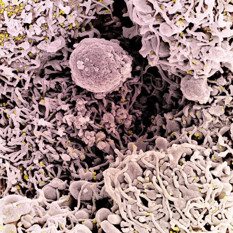 The Wellcome Sanger Institute announced sequencing 136,383 Coronavirus genomes in the UK