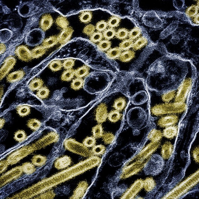H5N1 virus isolated from infected dairy worker is 100% lethal in ferrets, but does not appear to be circulating in nature