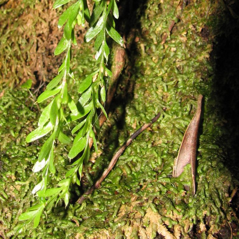 This unassuming fern has the largest known genome—and no one knows why