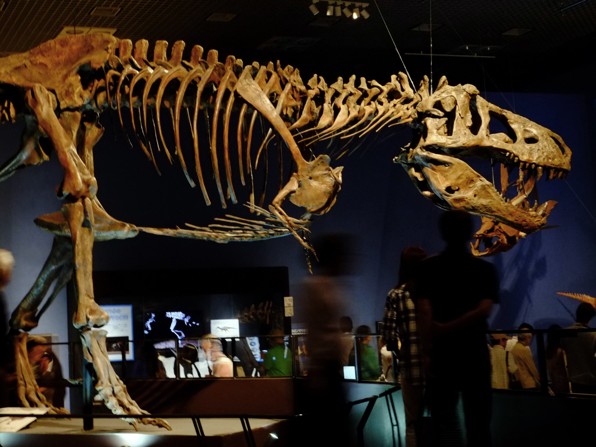 “Scotty,” the largest T-Rex ever found, was discovered in Sasketchewan by paleontologists