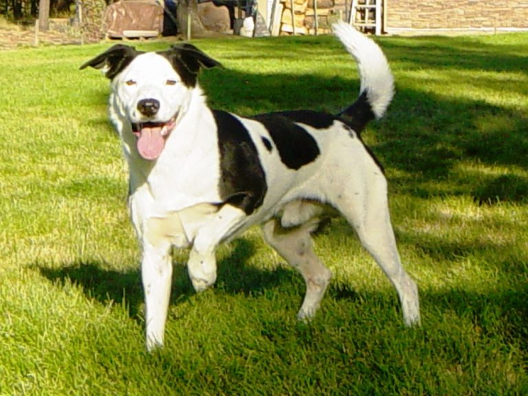 Canine brain wiring influenced by human-driven breeding practices