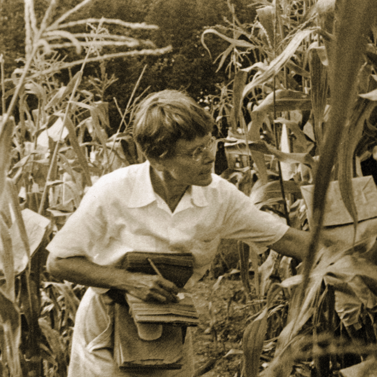 Geneticist Barbara McClintock issued report on transposable elements