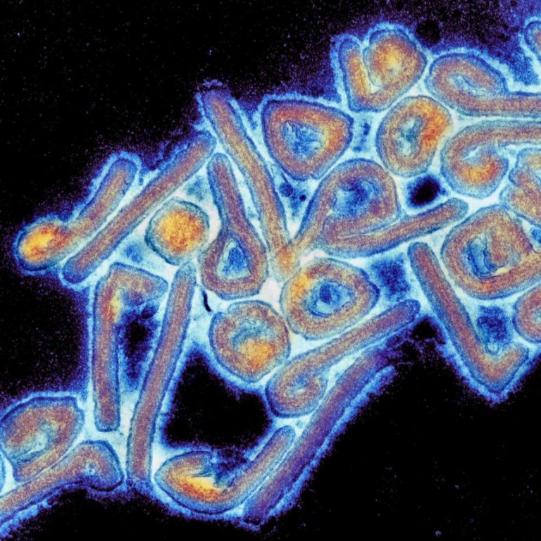 Sabin Begins Marburg Vaccine Trial in U.S.