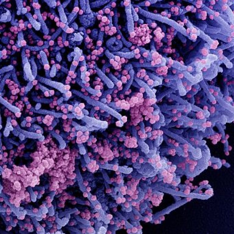 Oragenics SARS-CoV-2 spike protein produced neutralizing antibodies with Intramuscular and intranasal adjuvants