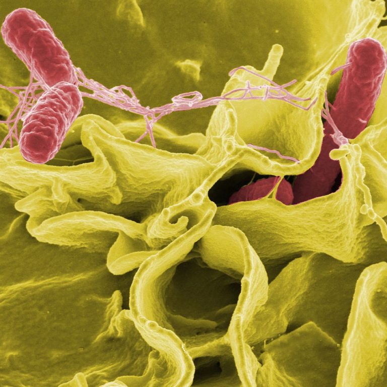 The CDC detected and investigated large salmonella and E. Coli outbreaks across multiples states