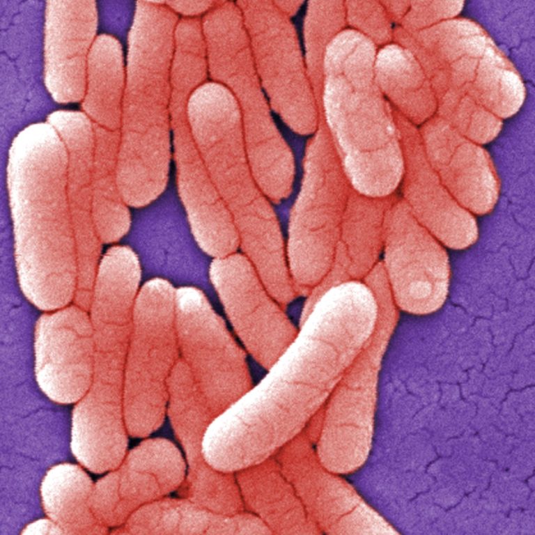 The CDC, FDA, and USDA and all state health departments joined together to establish the Salmonella Surveillance Program