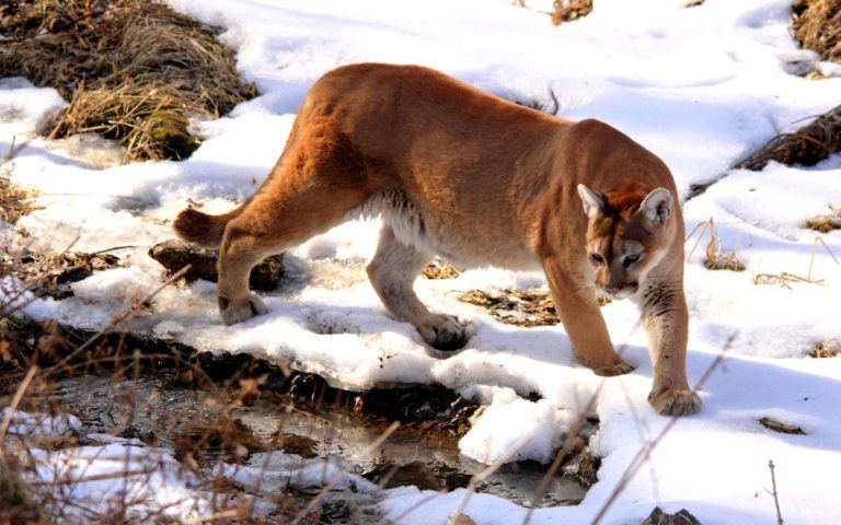 Washington Fish and Wildlife officials confirmed deaths of Cougars from H5N1 avian influenza