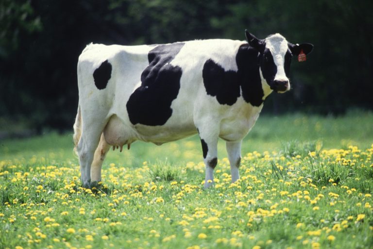 Vaccine Protective Against H5N1 Influenza from Cattle