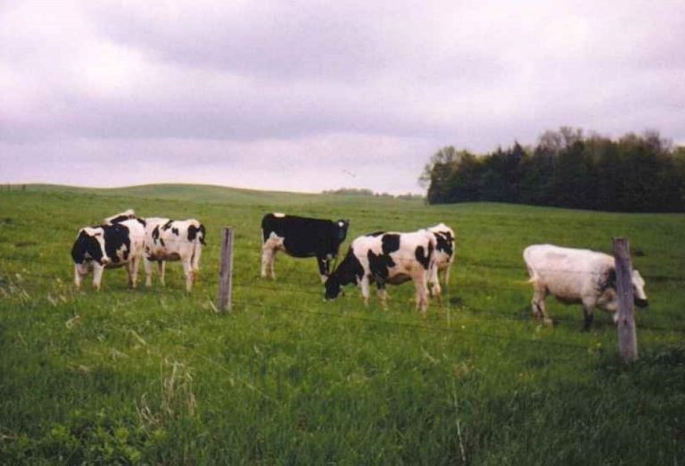 H5N1 dairy cow study finds sustained milk production drop, extensive transmission across herd