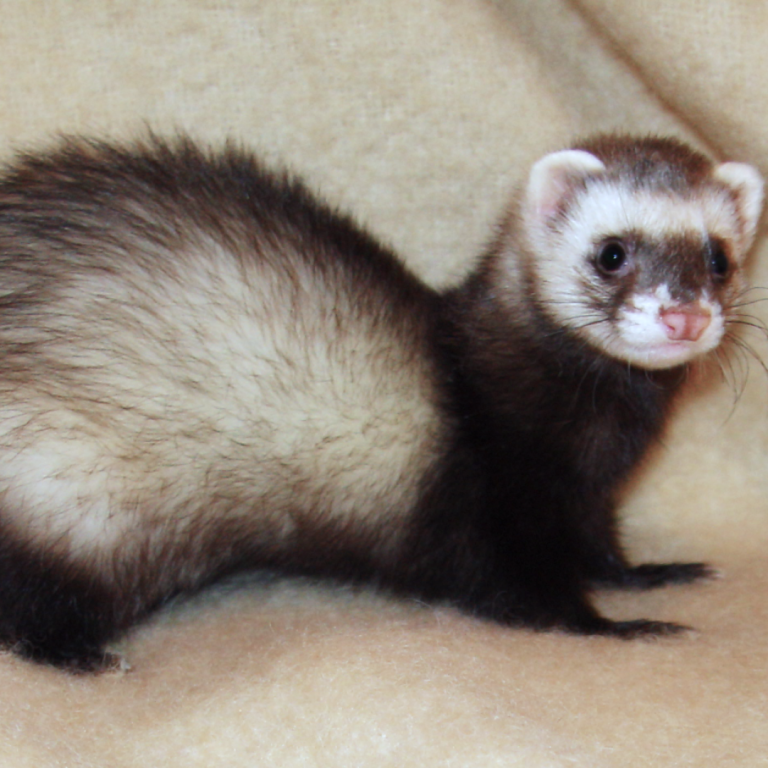 Cloned Black-Footed Ferret Breeds Naturally and Births 2 Healthy Kits