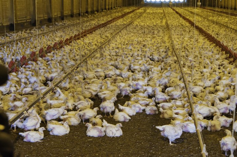 H7N9 Highly Pathogenic Avian Influenza Diagnosed in Mississippi Poultry Flock